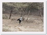 15SerengetiAMGameDrive - 28 * Secretary Bird.